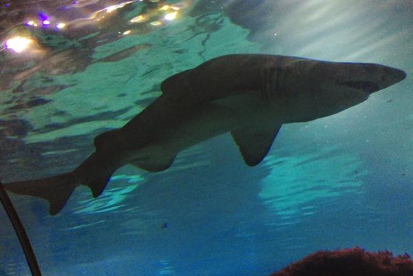 Barcelona Aquarium Shark